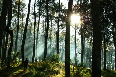 Sun shining through trees in forest