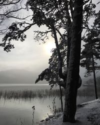 Trees by lake against sky during winter