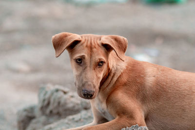 Close-up portrait of dog