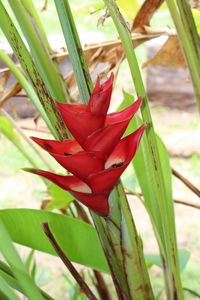 Close-up of pink flower