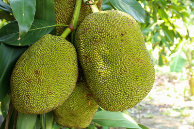 Close-up of fruit growing on tree