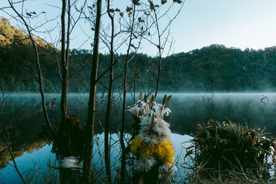 Scenic view of lake by trees against sky