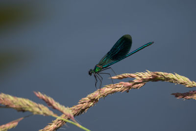 Dragonfly on tree trunk