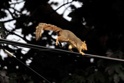 Low angle view of a squirrel walking 