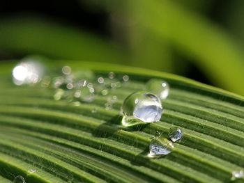 Close-up of water drops on leaves