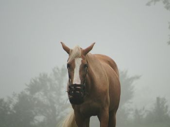 Horse standing on a tree