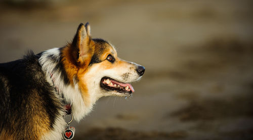 Close-up of dog looking away at beach