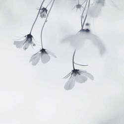 Close-up low angle view of flowers