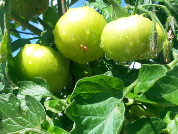 Close-up of fruits on tree