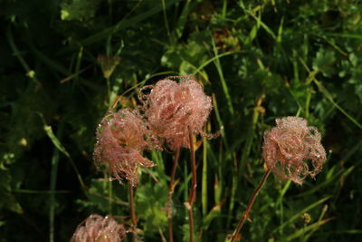 Close-up of flowering plant on land