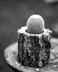 Close-up of plant on table