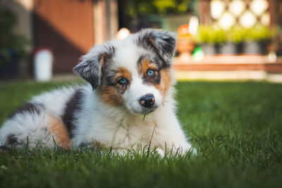 Australian shepherd puppy rests on grass in garden and smiles happily. blue eyes, brown, black spot