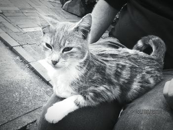 Low section of cat sitting on floor