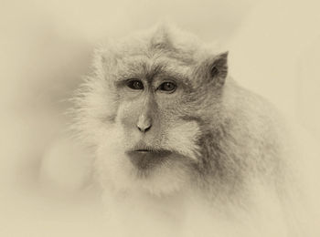 Close-up portrait of long-tailed macaque
