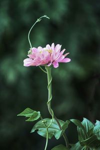 Close-up of pink flowers