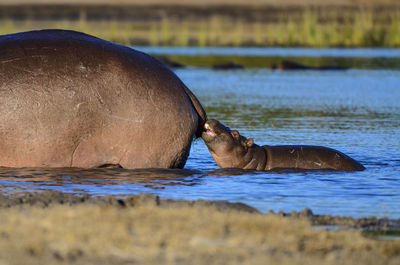 Calf with hippopotamus in lake