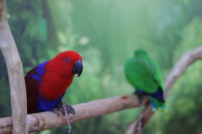 Close-up of parrot perching on wood