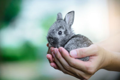 Close-up of hand holding baby outdoors