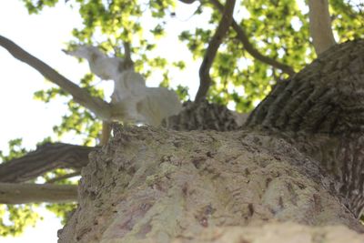 Low angle view of tree against sky