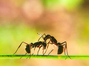 Close-up of ant