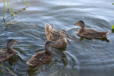 High angle view of ducks swimming in lake