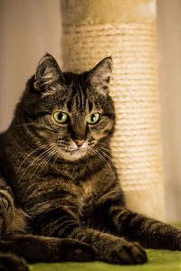 Close-up portrait of kitten sitting at home