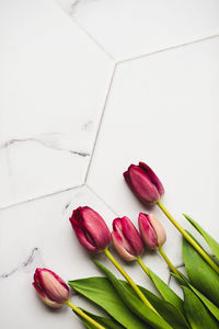 Fresh bouquet of five tulips isolated on white background. mother's day. spring flowers. space text