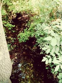 Plant growing on a tree