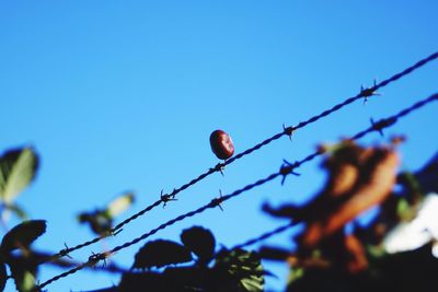 Low angle view of plants against blue sky