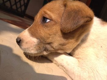 Close-up of dog looking away