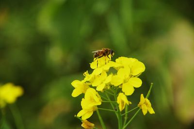 Close-up of bee pollinating on yellow flower