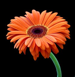 Close-up of flower over black background