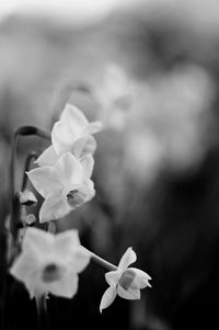 Close-up of flowers against blurred background