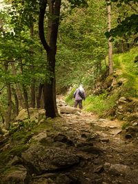 Rear view of man standing in forest