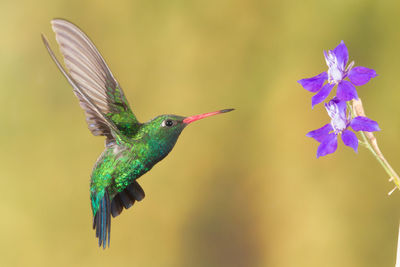 Close-up of hummingbird pollinating flower