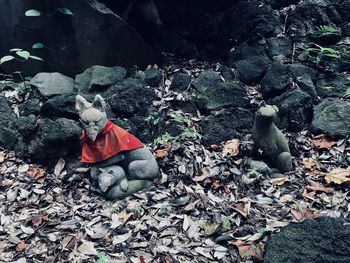 High angle view of rocks and leaves on rock in forest