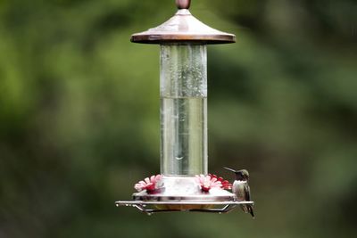Close-up of bird perching on feeder