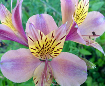 Close-up of pink flower