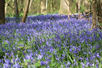 Purple crocus flowers on field