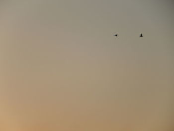 Birds flying against sky