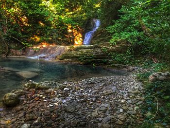 Stream flowing through a forest