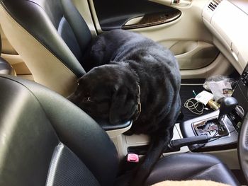 Dog sitting in car