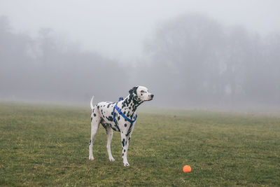 Dog standing on grassy field during foggy weather