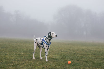 Dog on field against sky