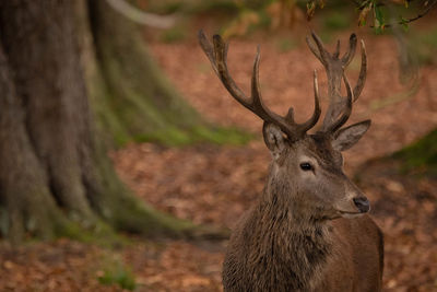 Portrait of deer in a forest