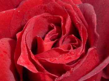 Full frame shot of red rose