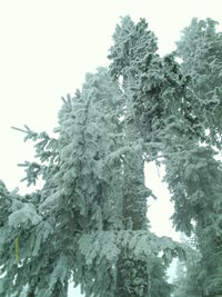 Low angle view of frozen trees against sky