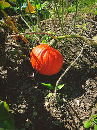 High angle view of pumpkin on field