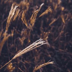 Close-up of wheat growing on field