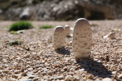 Close-up of lizard on sand